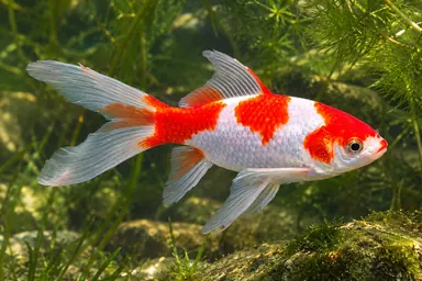 Rot-weißer Sarasa-Goldfisch im Wasser
