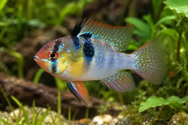 Schmetterlingsbuntbarsch in natürlicher Färbung im Aquarium