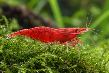 Rote Zwerggarnele auf Moos im Aquarium