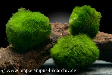 Mooskugeln im Aquarium, beliebte Algenkugeln