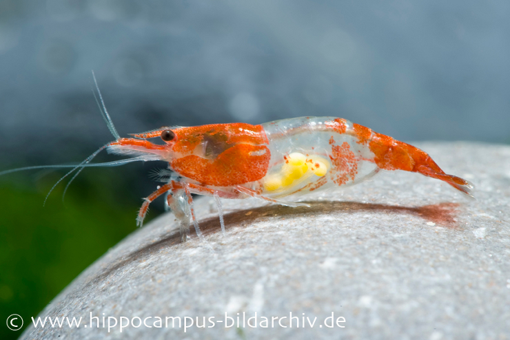 Red Rili Zwerggarnele Zwerggarnele gross Rili Shrimp