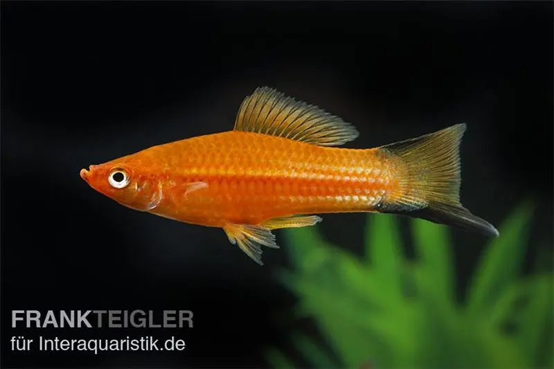 Schwertträger Komet Rot, Xiphophorus helleri