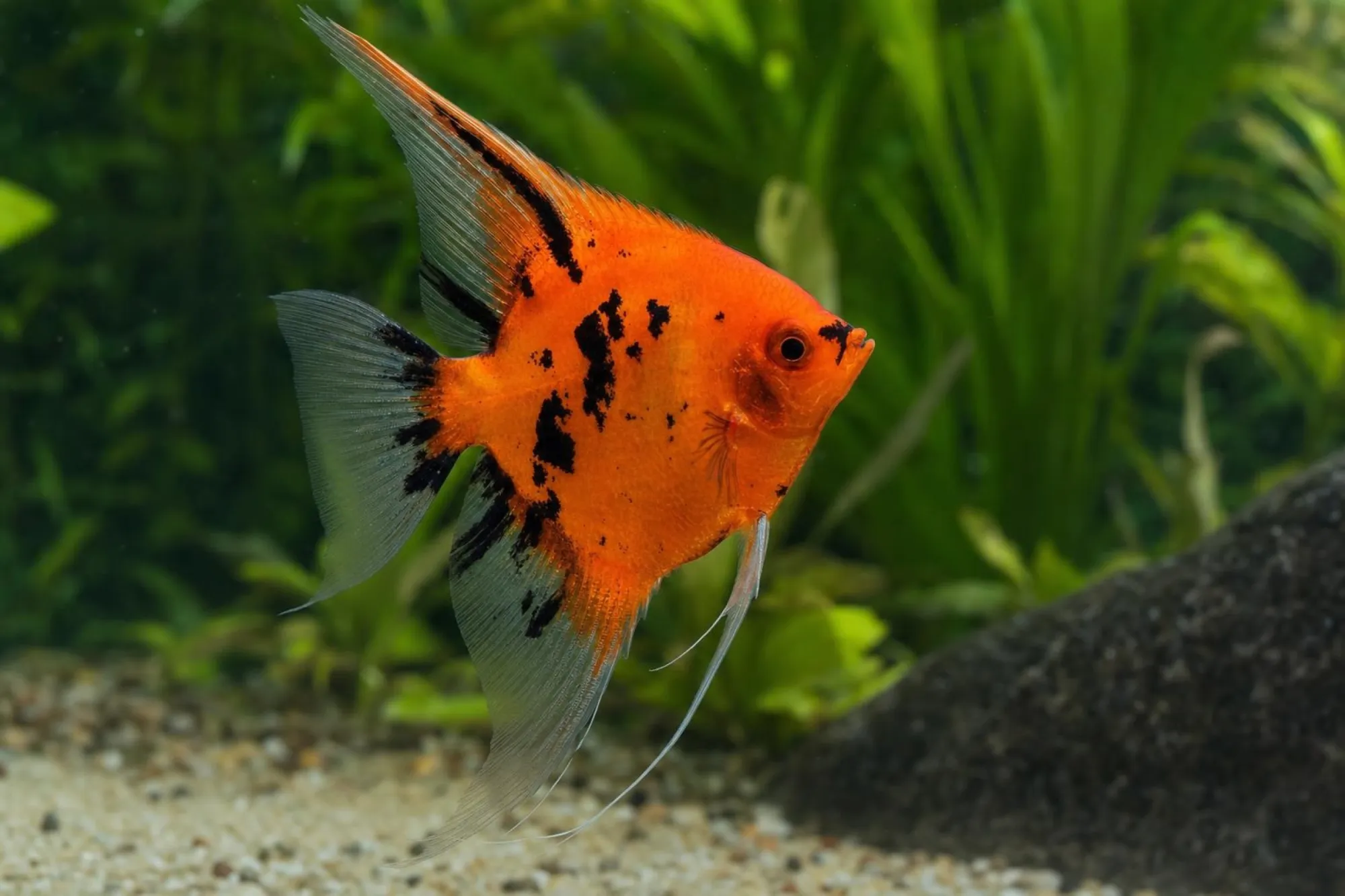 Skalar „Koi Full Orange“, Pterophyllum scalare, ca. 3,5-4,0 cm