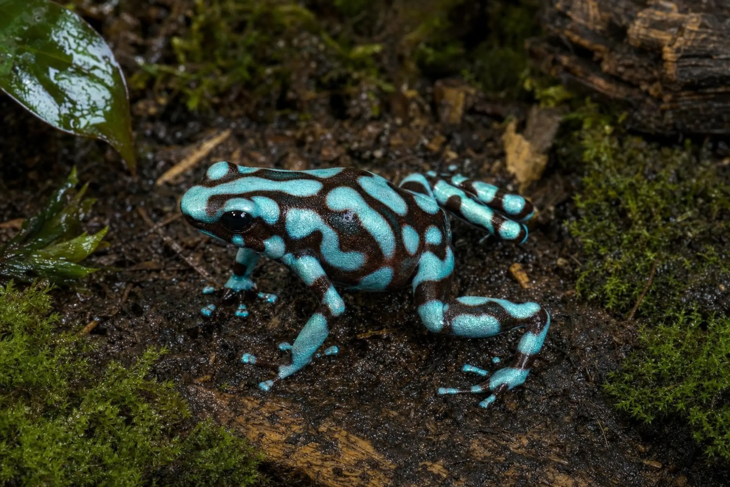 Kolumbianischer Goldbaumsteiger, Dendrobates auratus