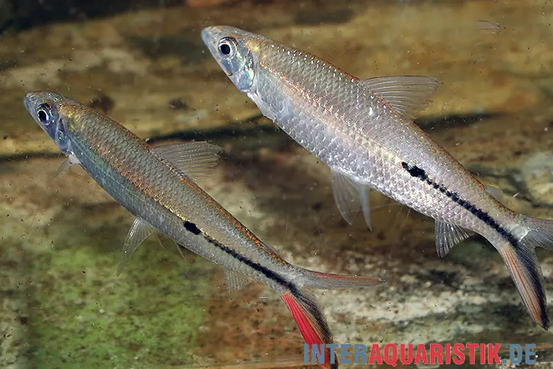 Rotschwanz-Federsalmler, Hemiodus gracilis, ca. 5 cm