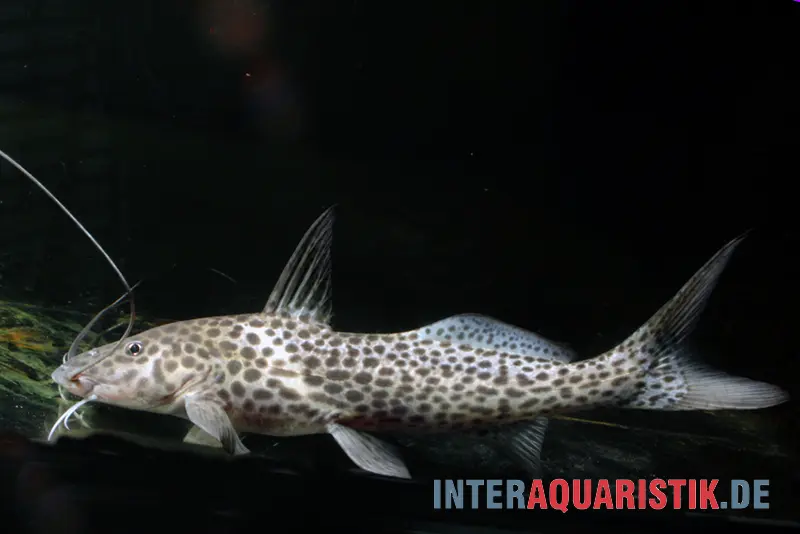 Stierkopf-Antennenwels, Aguarunichthys torosus