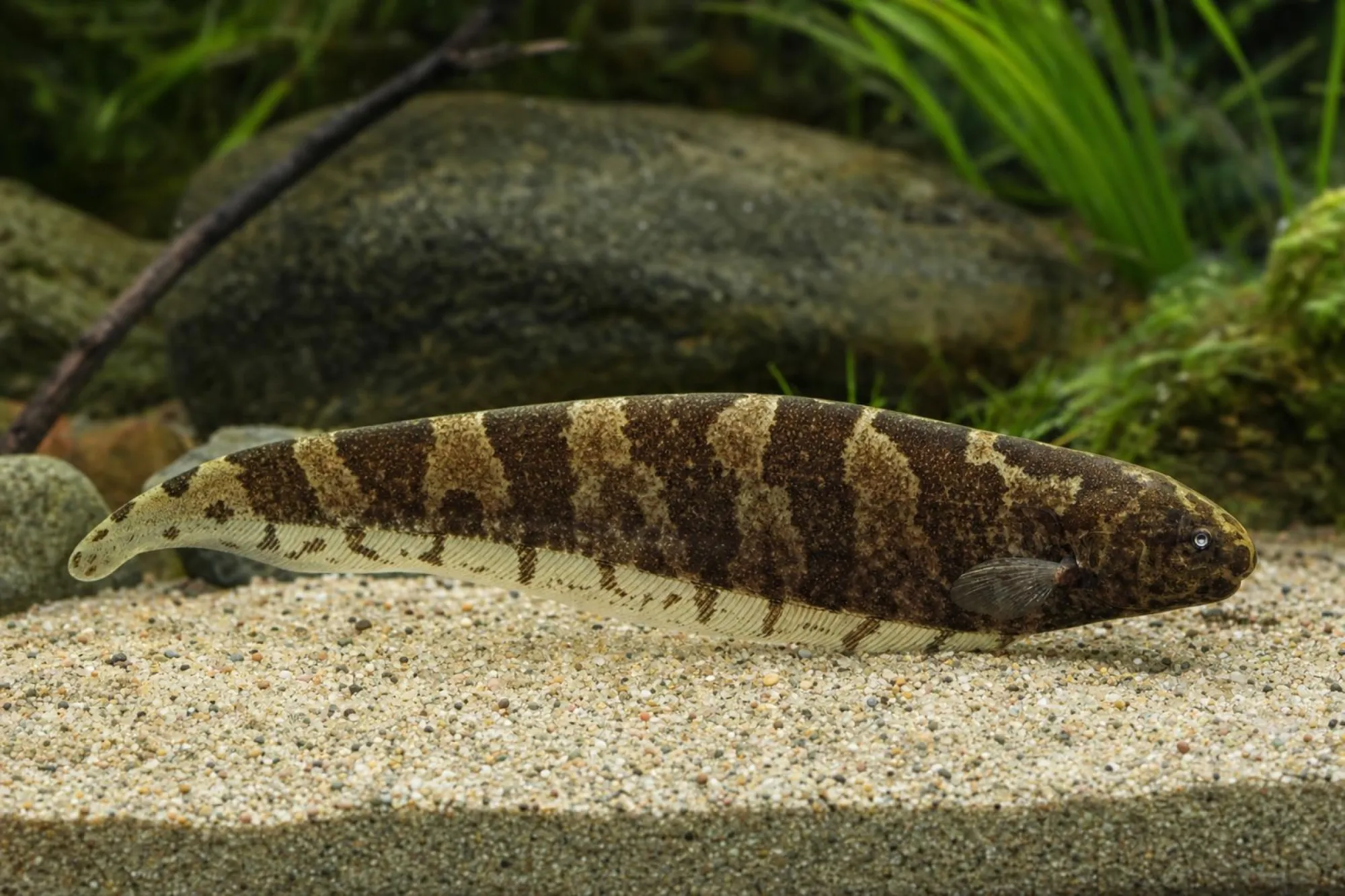Südamerikanischer Messeraal, Steatogenys duidae