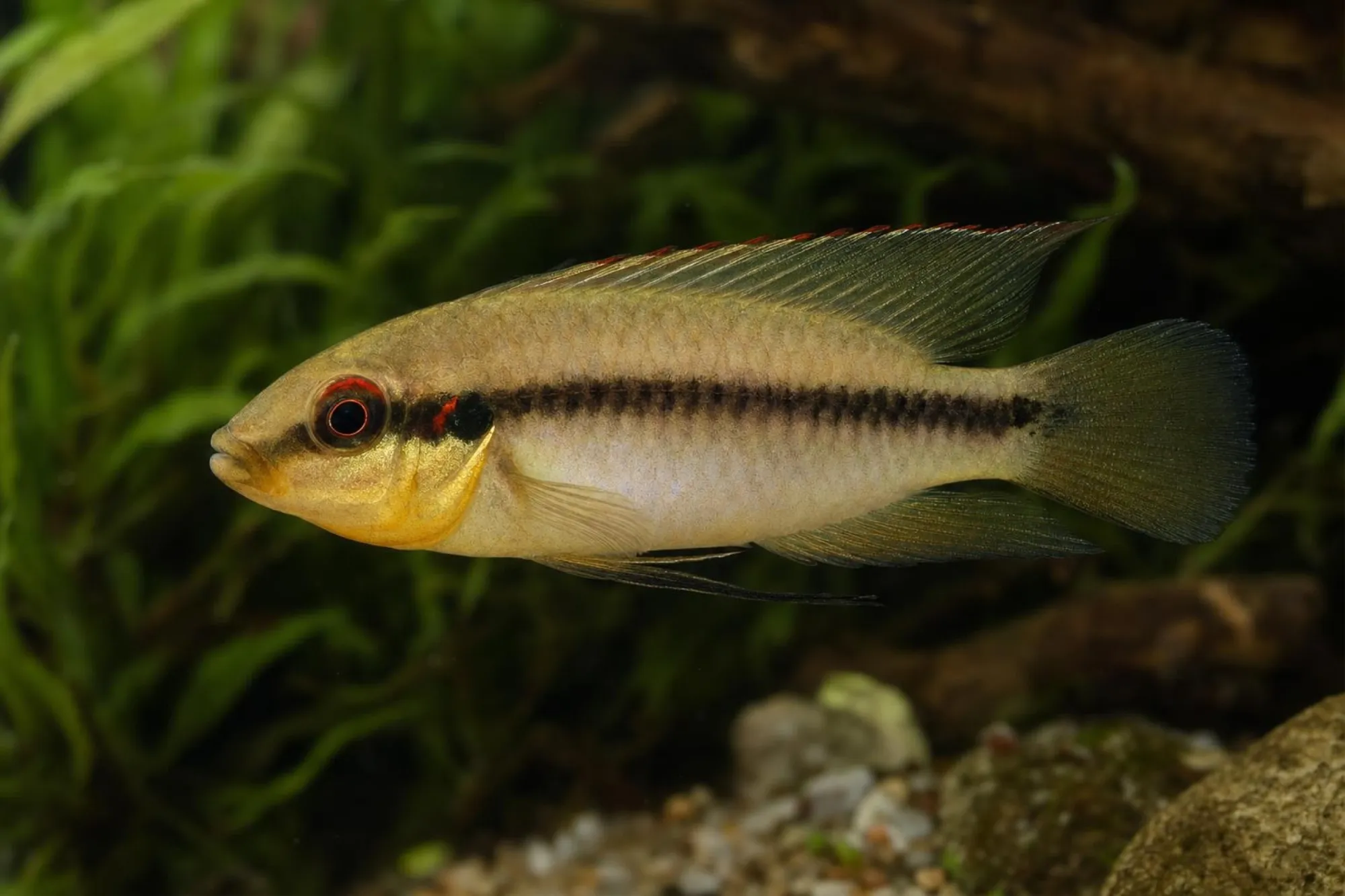 Roloffs Prachtbuntbarsch „Soukou“, Pelvicachromis roloffi