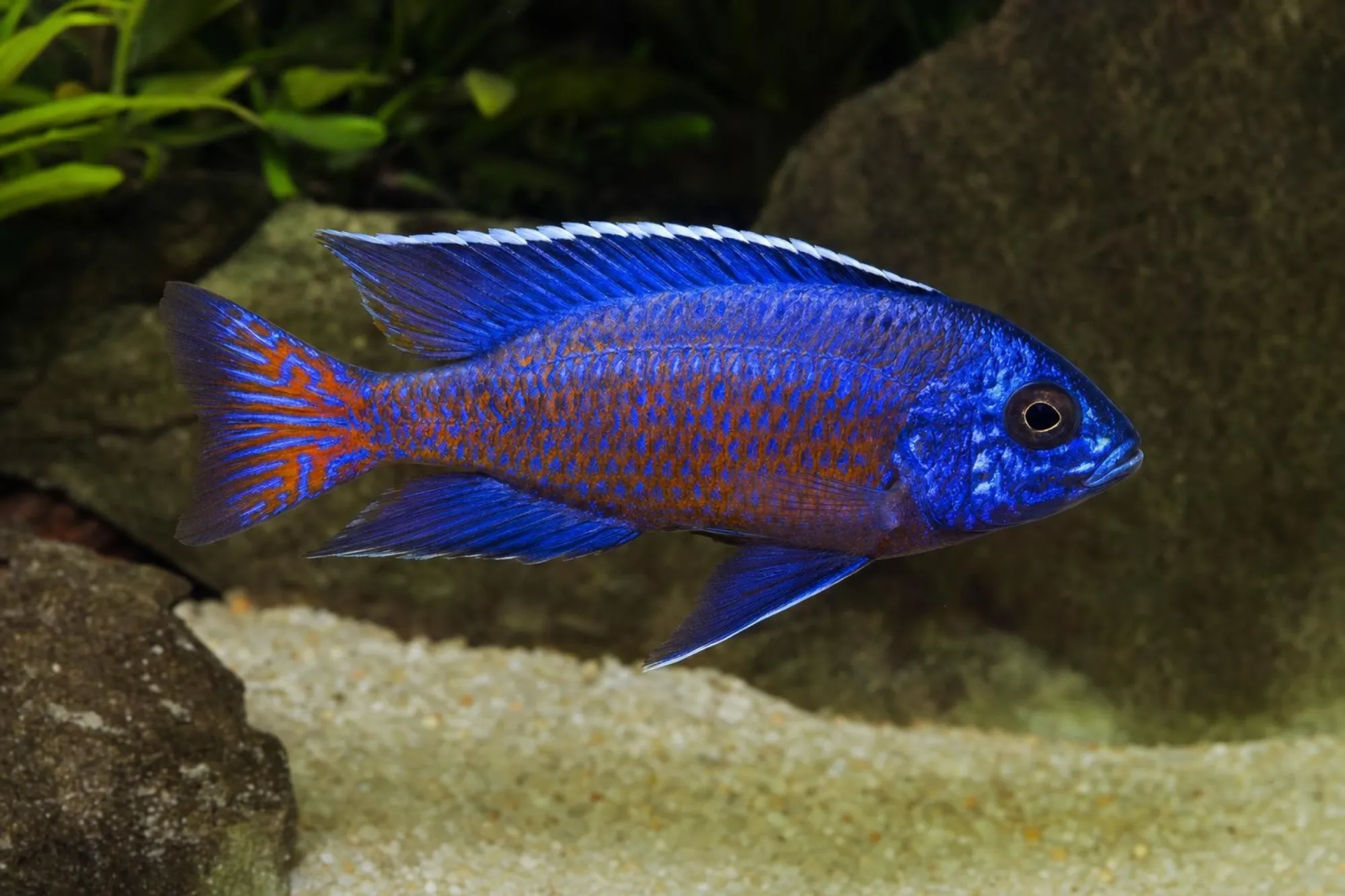 Kaiserbuntbarsch „Ngara Red“, Weibchen, Aulonocara stuartgranti