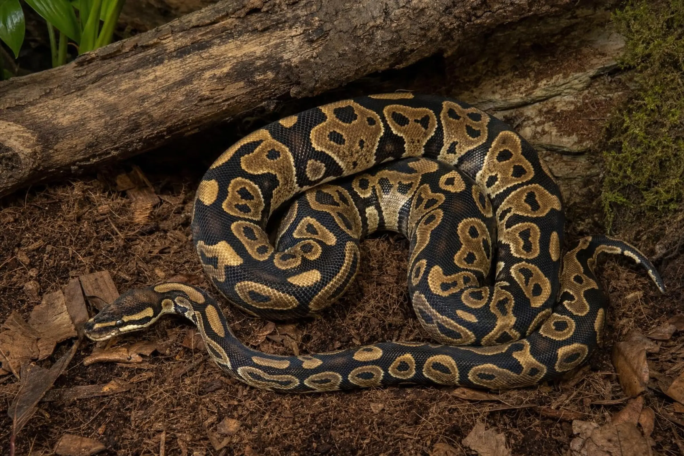 Spotnose-Königspython, Python regius