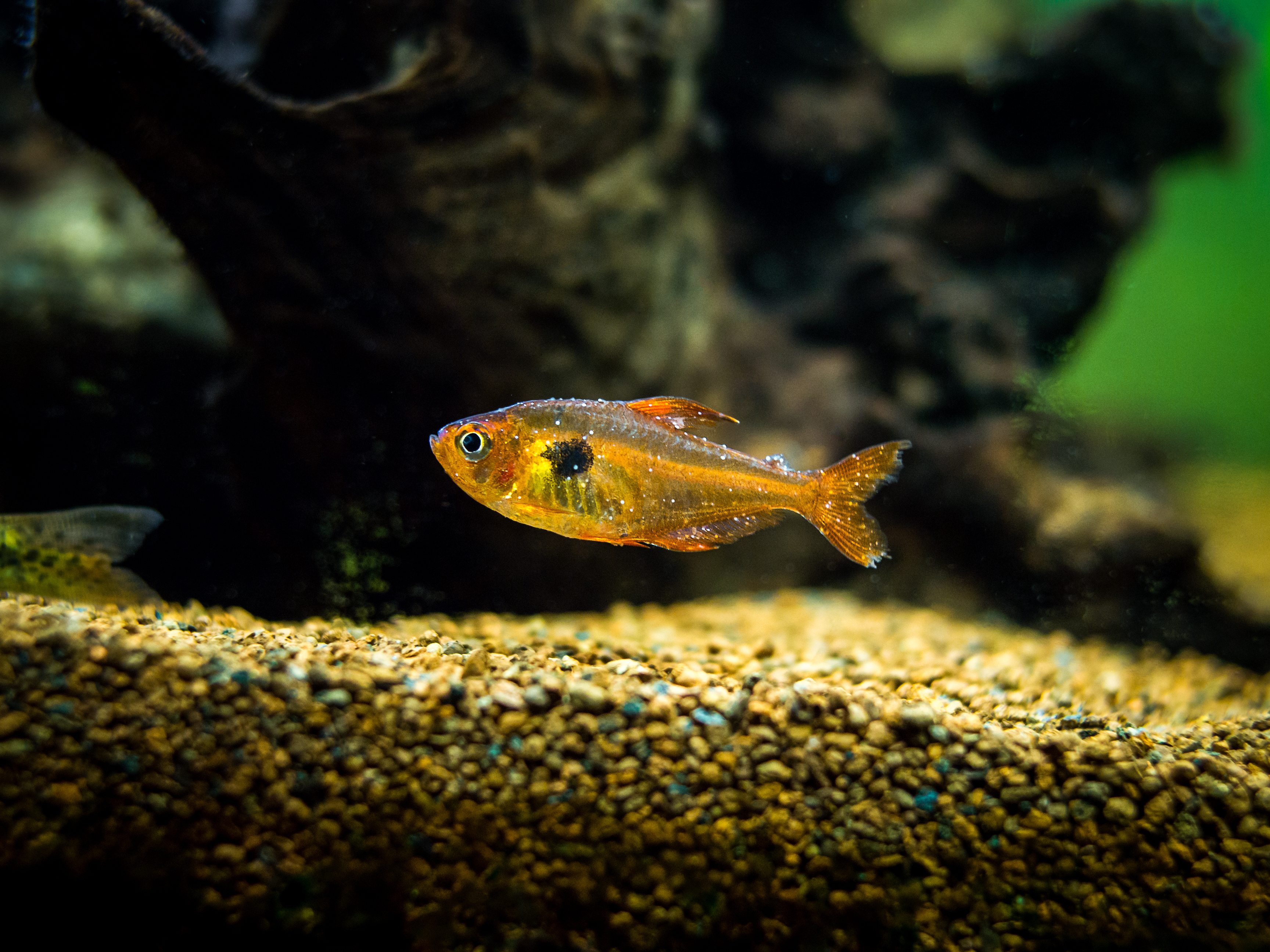 Salmler mit Ichthyo Pünktchenkrankheit
