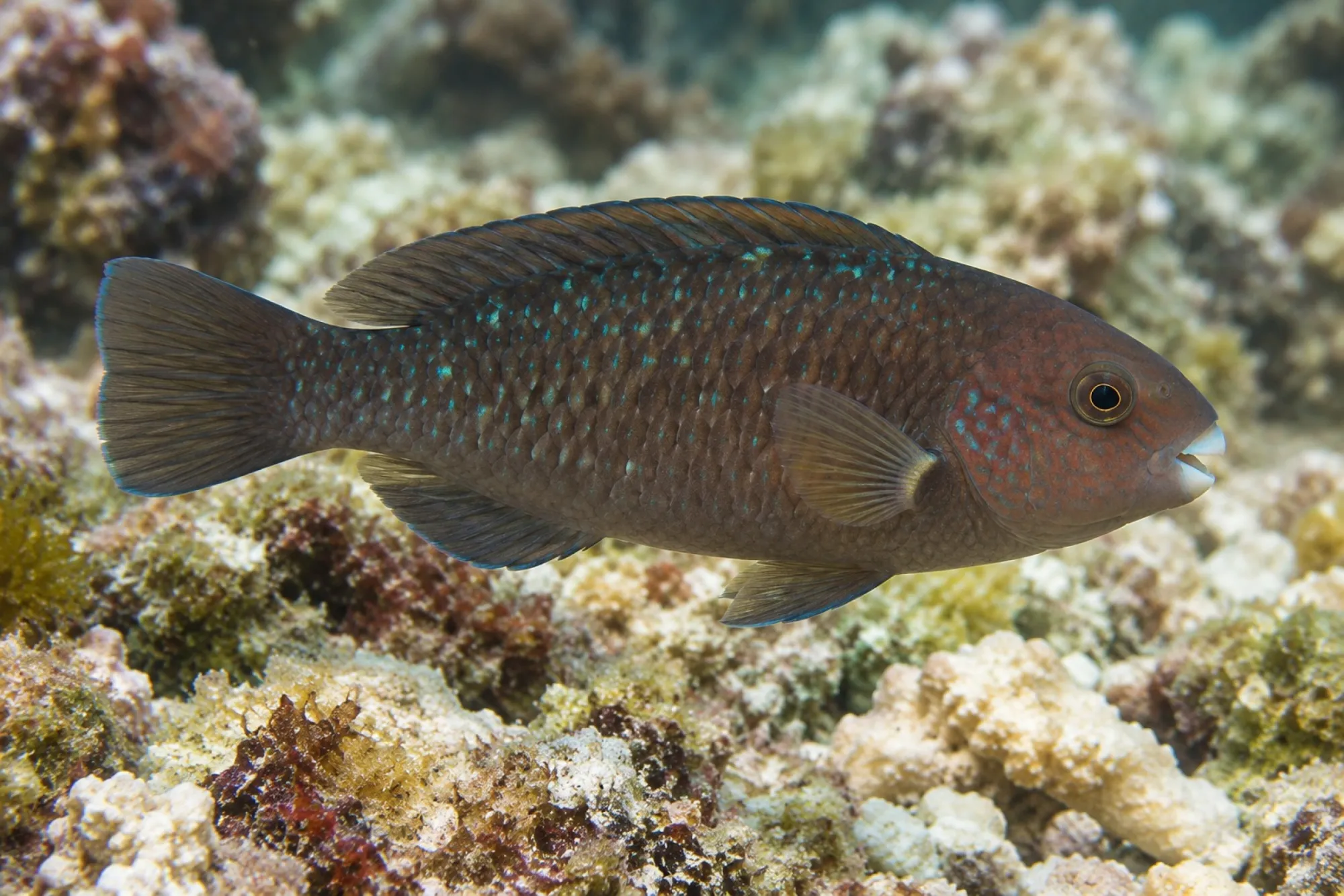 Schwarzer Papageifisch, Scarus niger