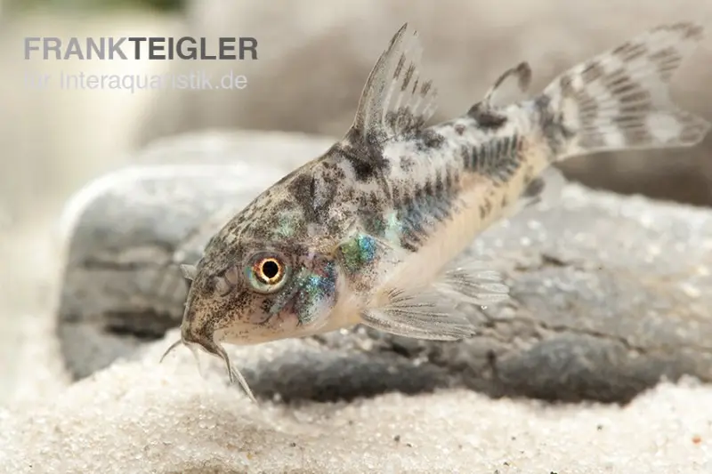 Marmorierter Panzerwels, Corydoras paleatus, DNZ