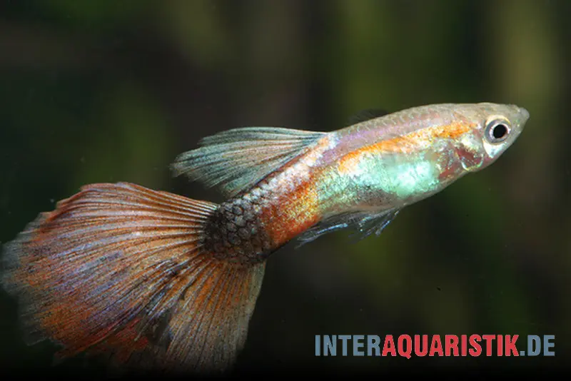 Guppy Queen Red, Poecilia reticulata, paarweise