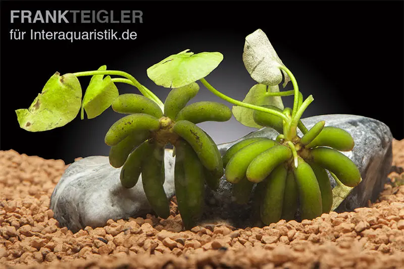 Wasserbanane, Nymphoides aquatica, Rhizom
