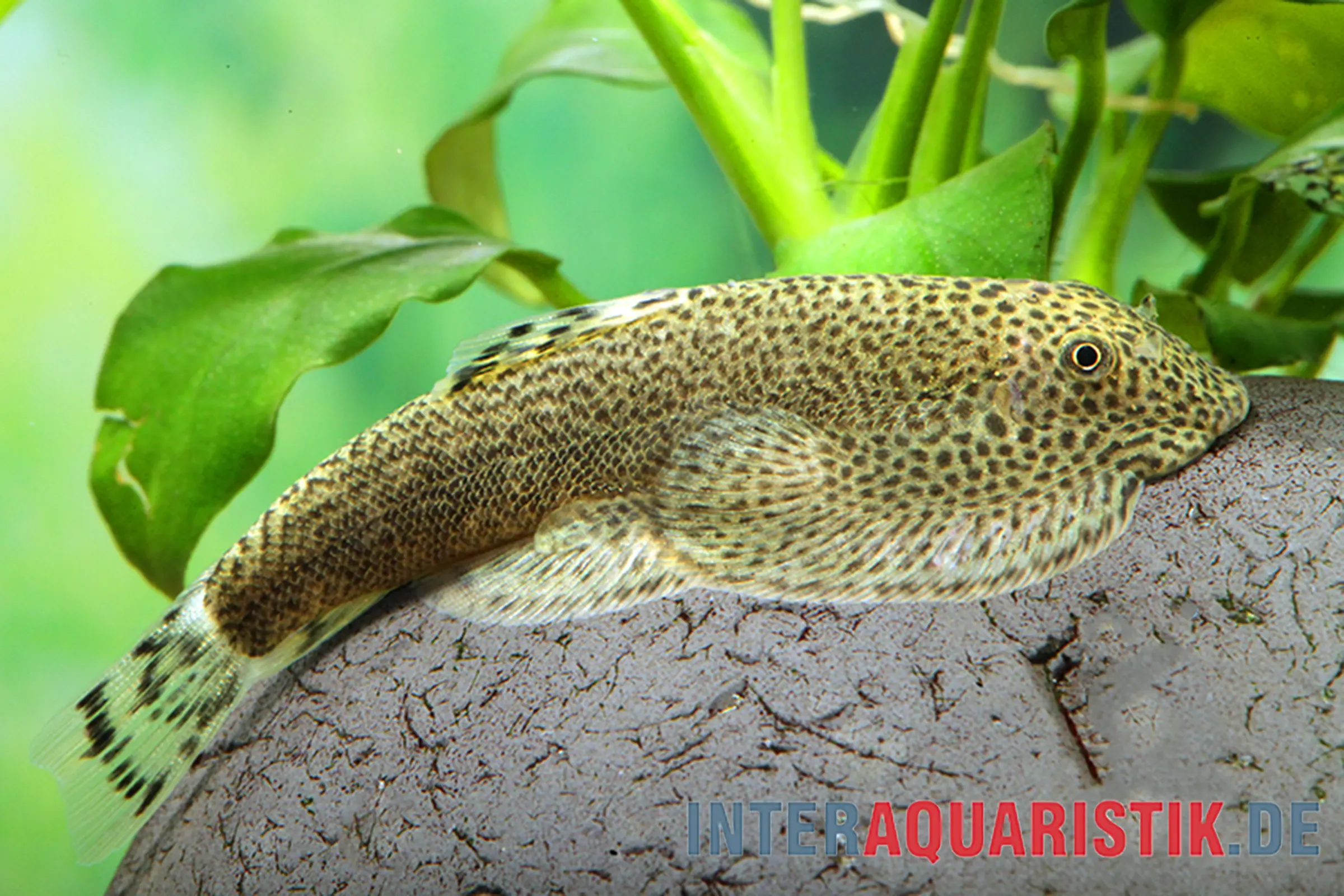 Kweichow-Flossensauger, Beaufortia kweichowensis, 4-6 cm
