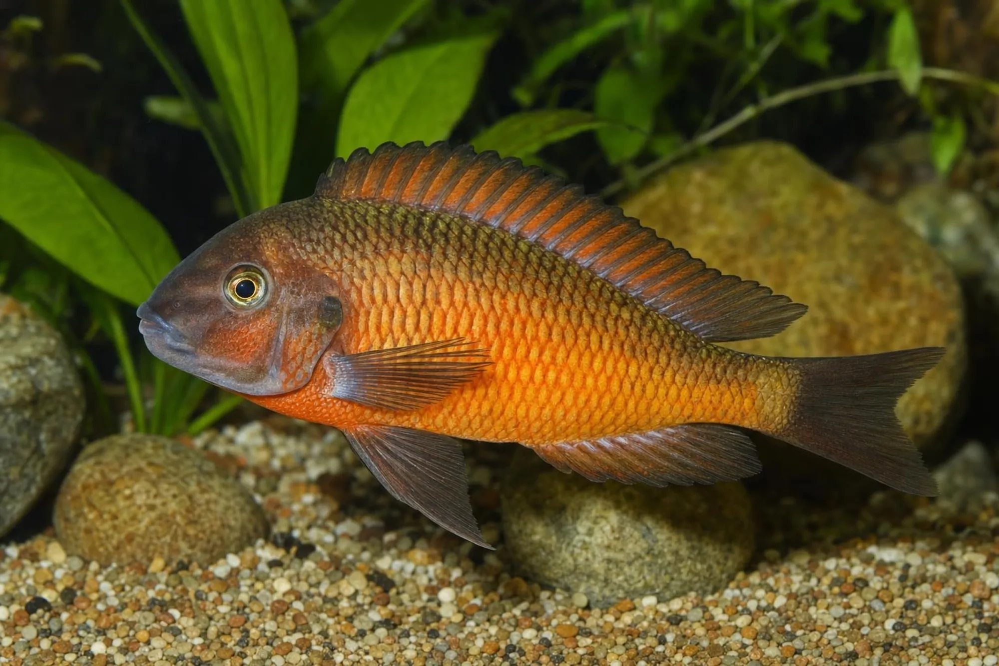 Brabantbuntbarsch „Moliro Orange Firecracker“, Tropheus moorii