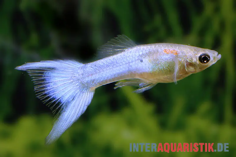 Guppy Japan Blue, Poecilia reticulata, paarweise