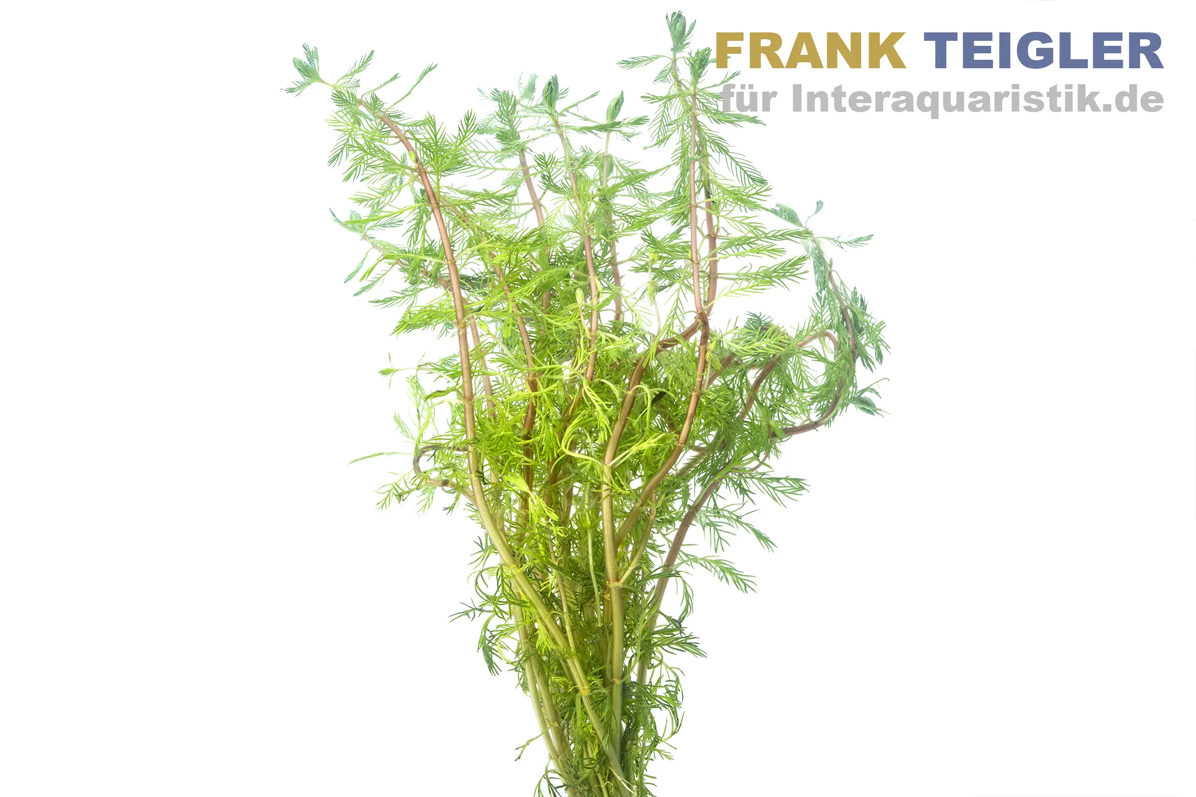 Rotstängelige Papageienfeder, Myriophyllum rubricaule, Bund