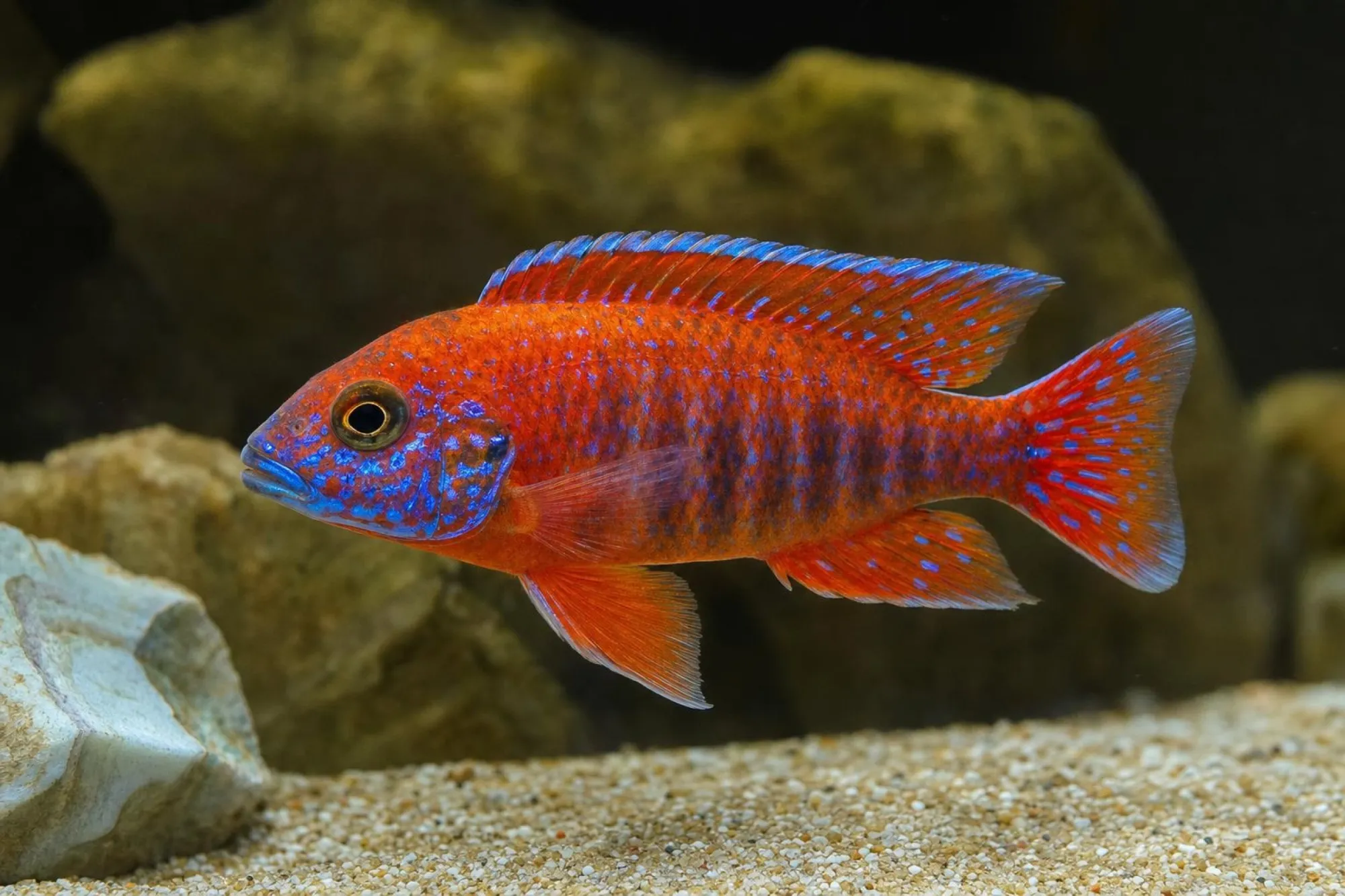 Kaiserbuntbarsch „Strawberry“, Weibchen, Aulonocara sp., ca. 7,0-8,0 cm