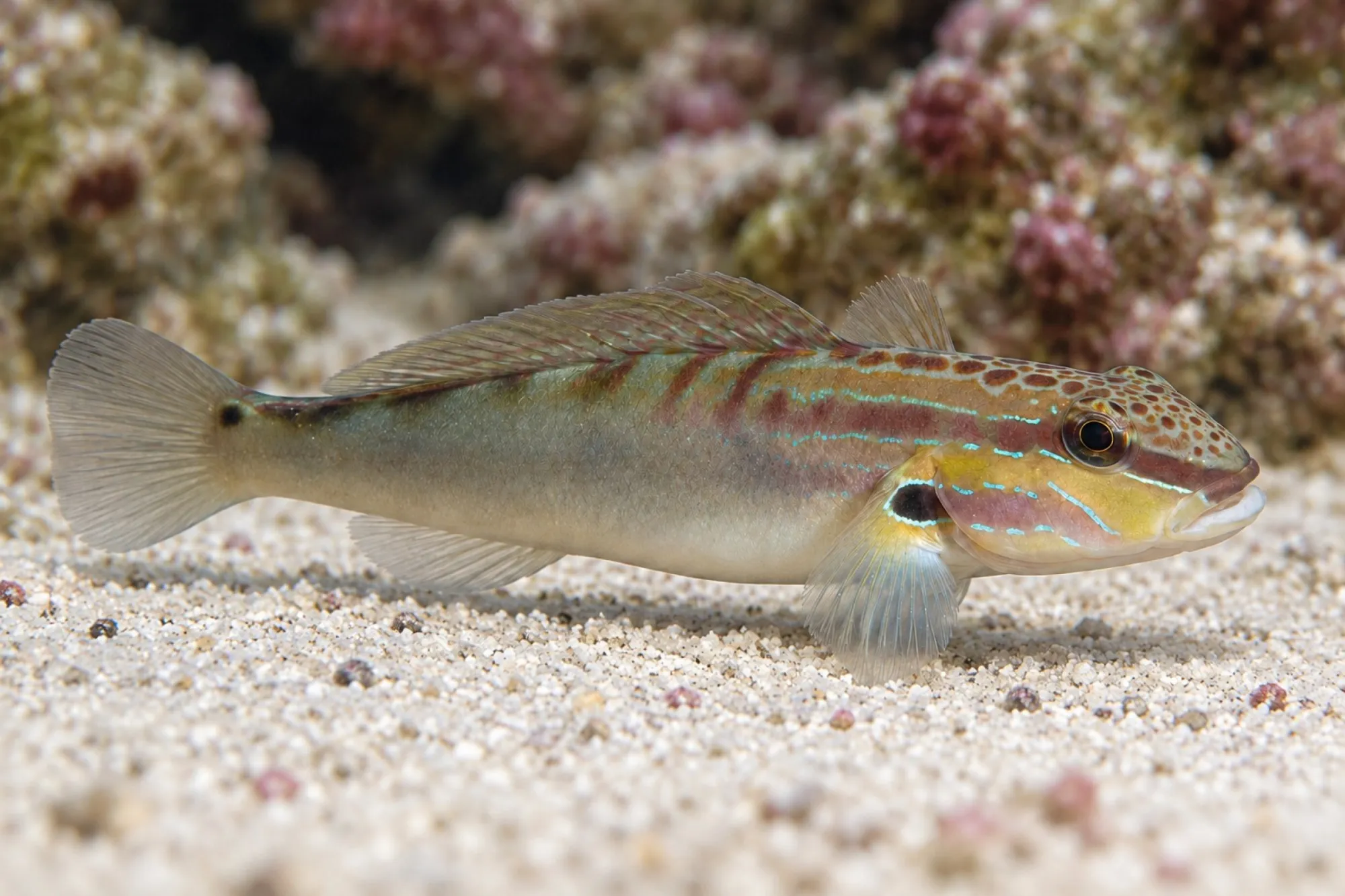 Gepunktete Baggergrundel, Amblygobius stethophthalmus