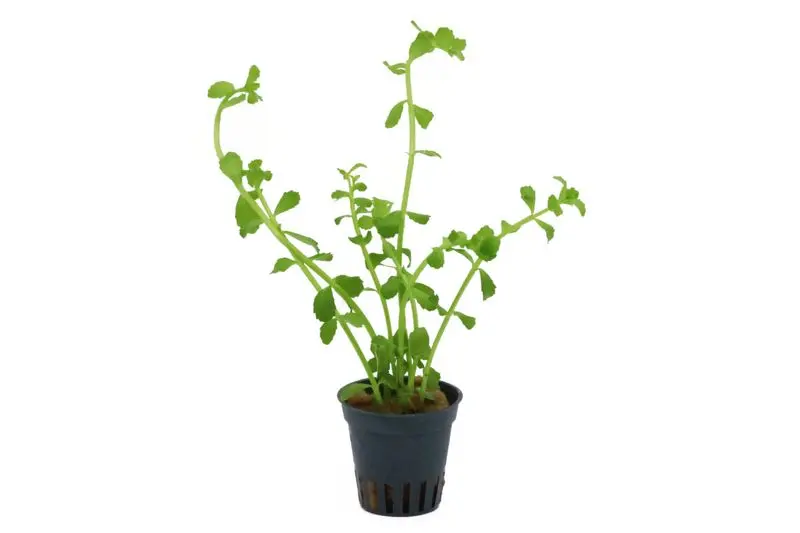 Kleines Fettblatt, Bacopa monnieri, im Topf