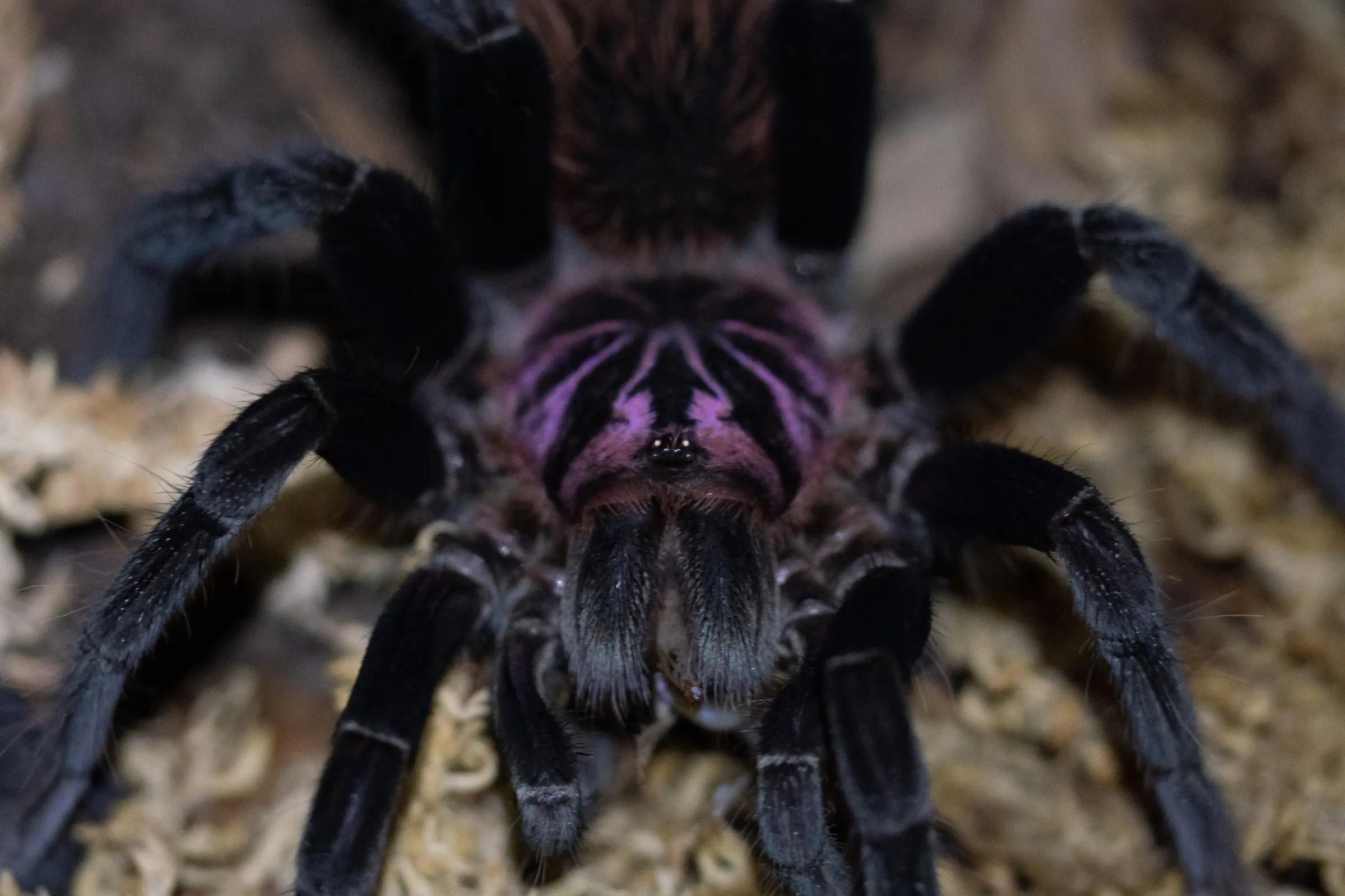 Mittelgroße Riesenvogelspinne, Xenesthis intermedia