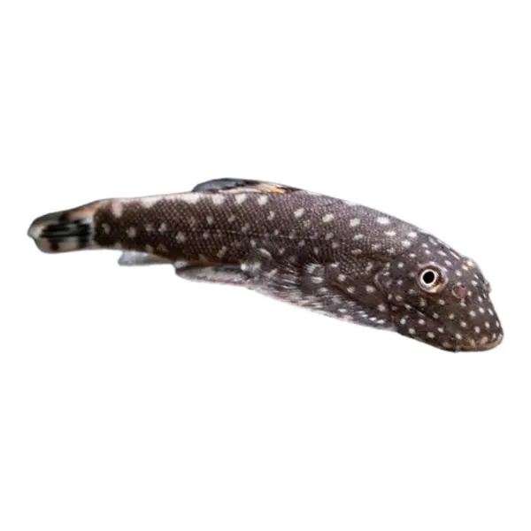 Flossensauger