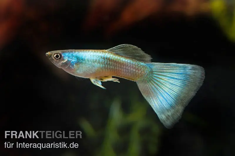 Guppy Moskau grün, Poecilia reticulata, paarweise