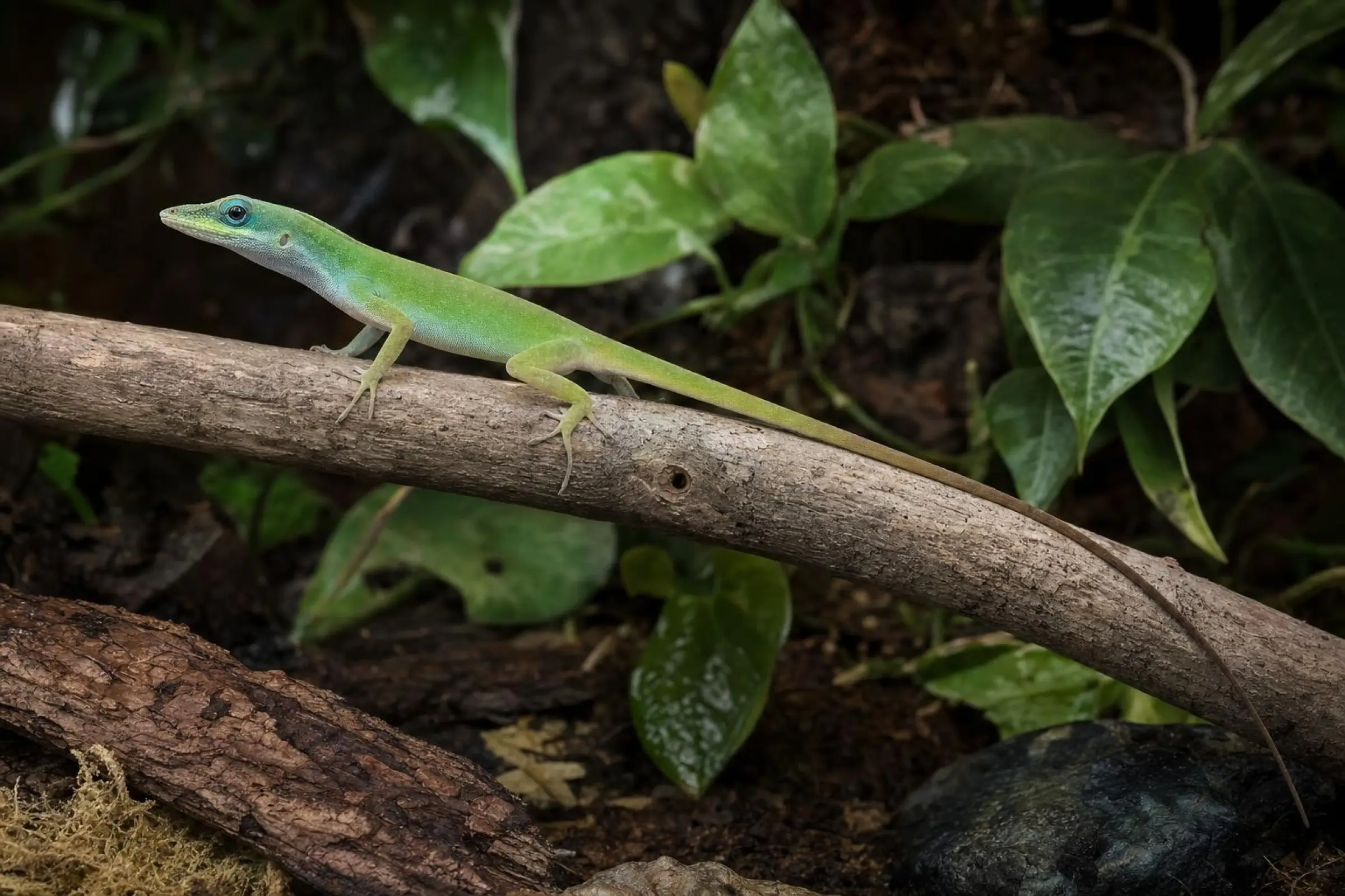 St.-Vincent-Anolis aus Nachzucht, Anolis trinitatus