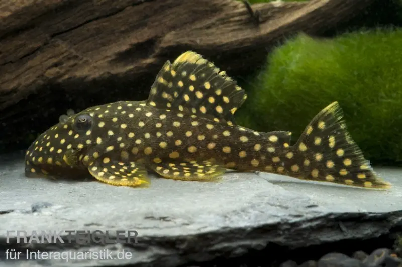 Orangesaum-Prachtharnischwels, Baryancistrus xanthellus L18, 4-8 cm