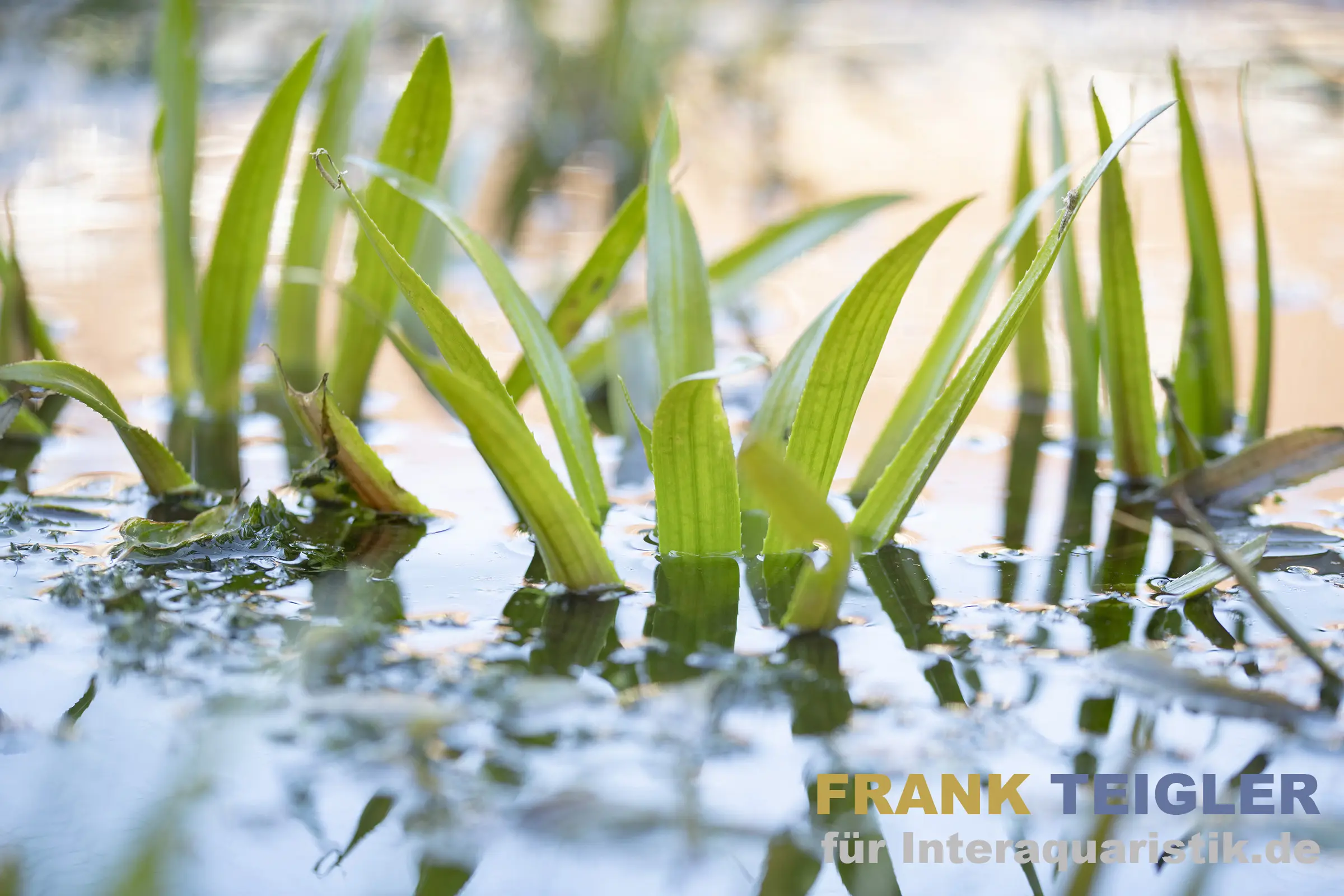Krebsschere/Wasseraloe, Stratiotes aloides, lose Pflanze