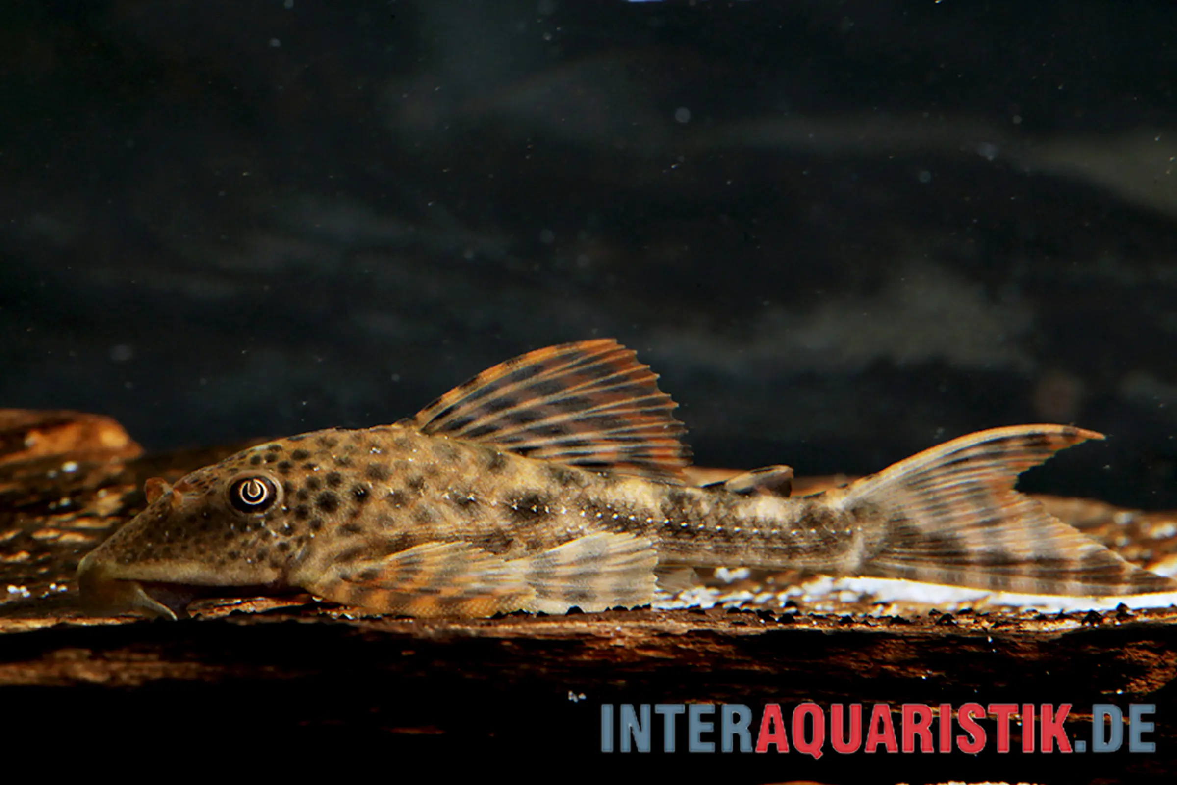 Boulengers Schilderwels, Hypostomus boulengeri, 8-16 cm