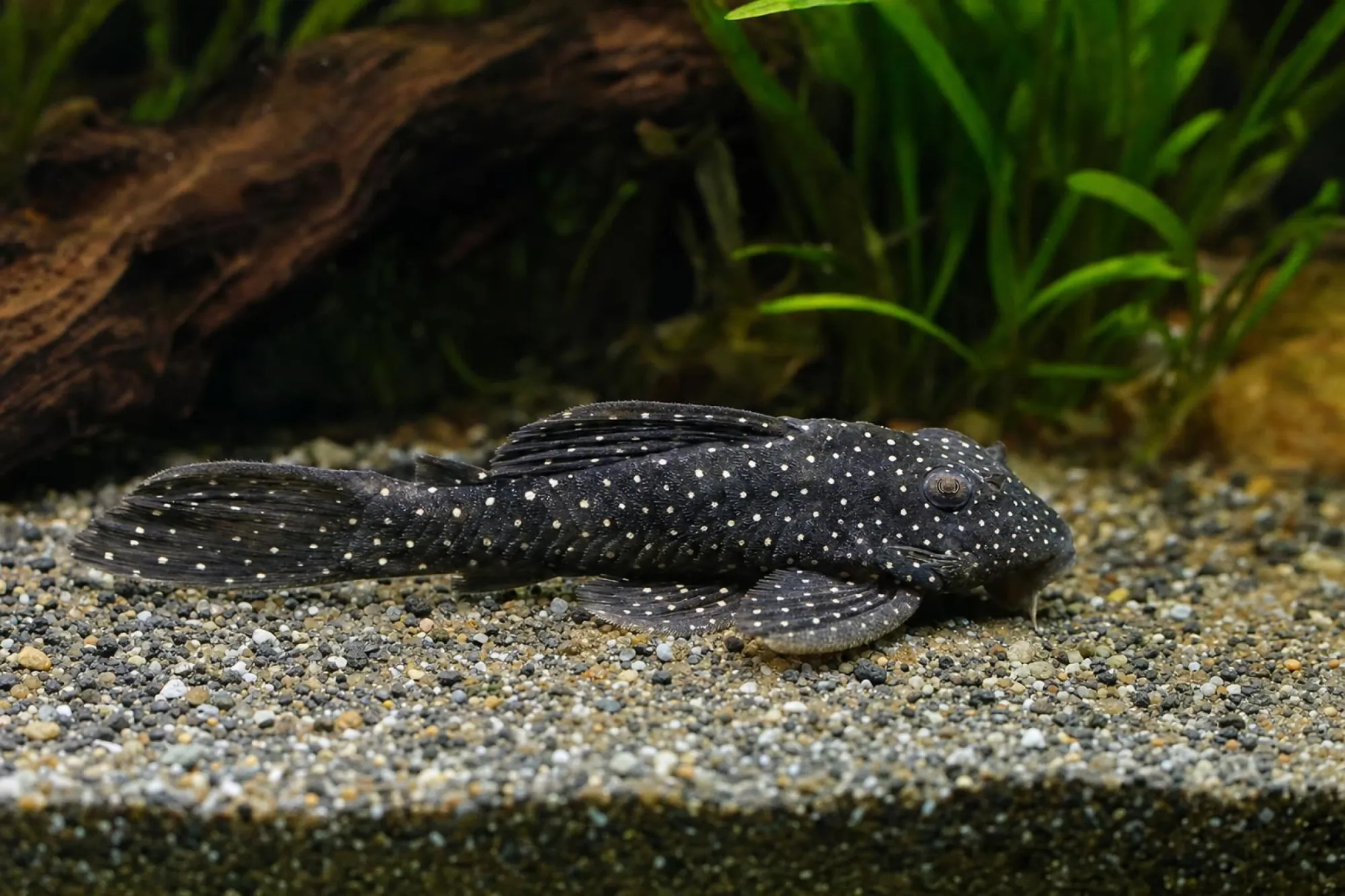 L004-Engelsharnischwels, Hypancistrus sp.