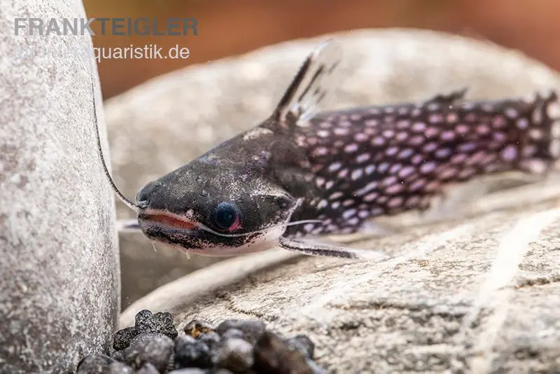 Weißpunkt-Trugdornwels, Tatia intermedia, 3-4 cm