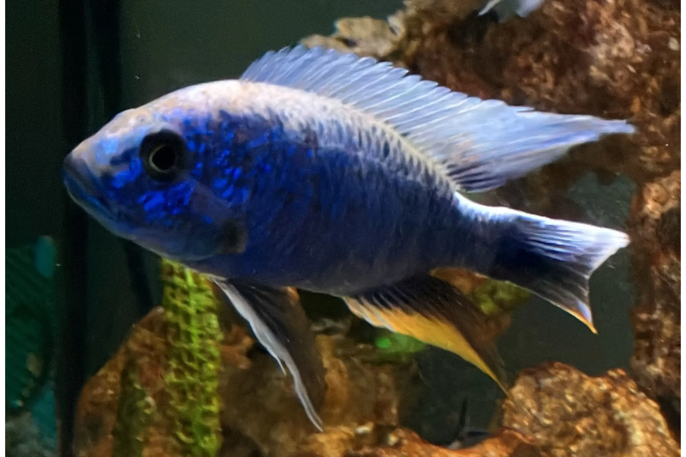Azurcichlide, Sciaenochromis fryeri "Eisberg", 4-6 cm DNZ