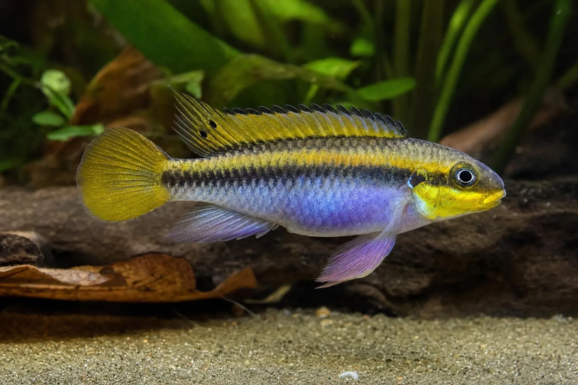 Smaragdprachtbarsch „Klugei“, Pelvicachromis taeniatus, ca. 4,0-5,0 cm