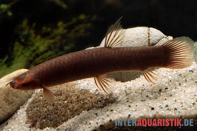 Kongo-Schlammfisch, Phractolaemus ansorgii