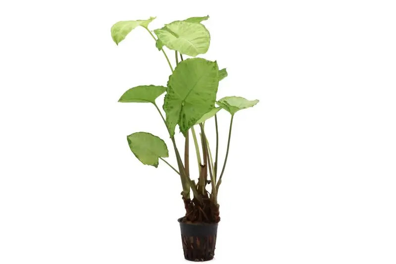 Weisse Schmetterlingstute, Syngonium White Butterfly (Terrariumpflanze)