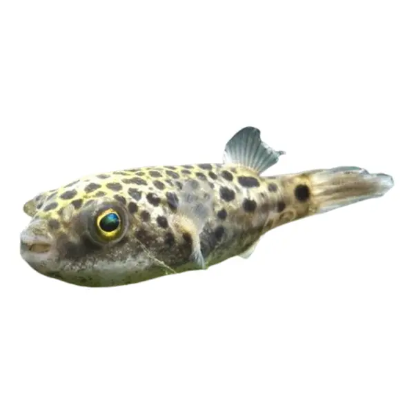 Kugelfische