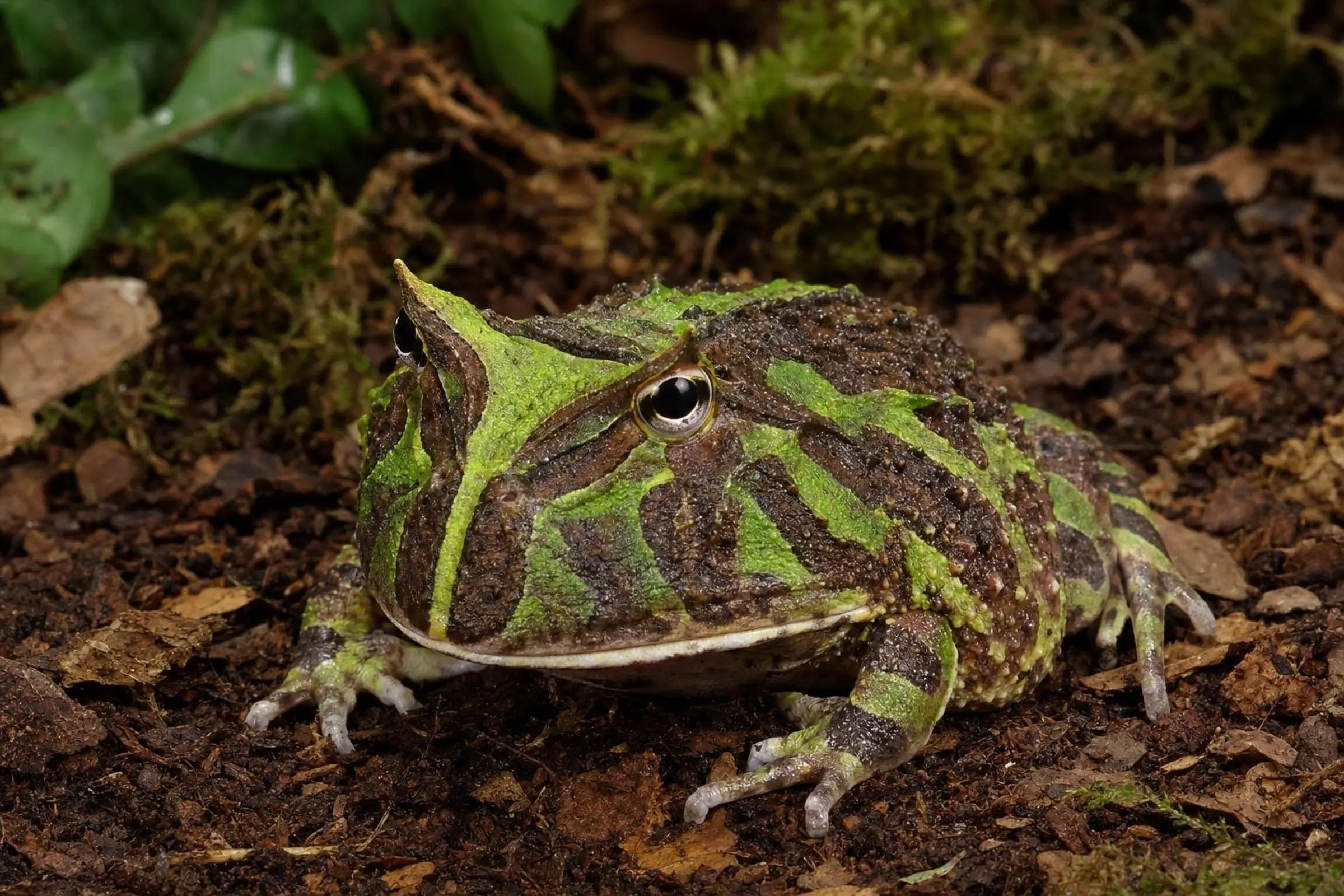 Surinam-Hornfrosch „Surinam Green“, Ceratophrys cornuta