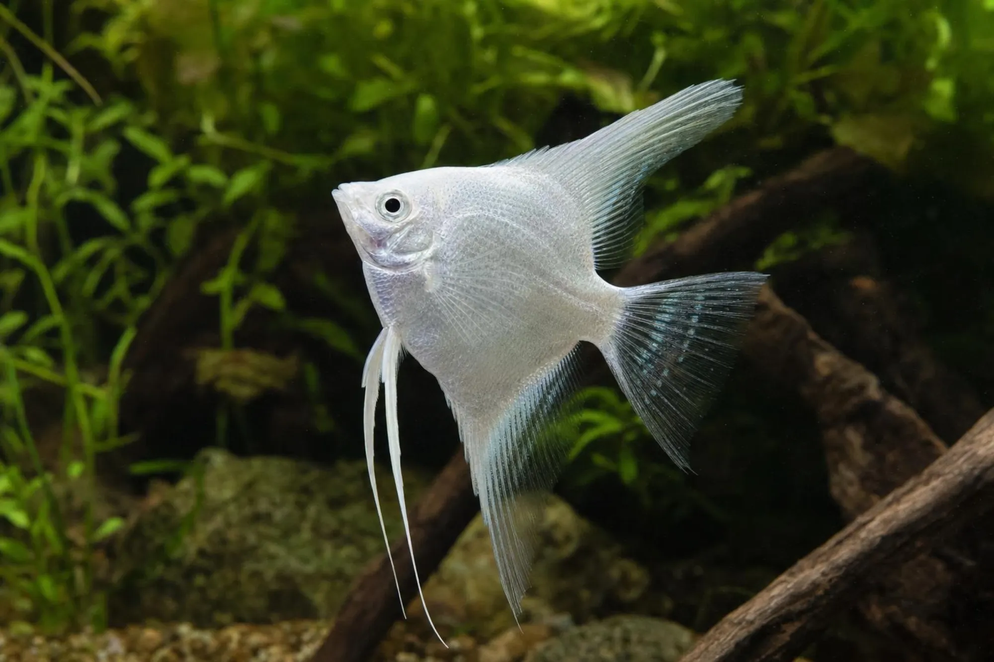 Skalar „Snow Diamond“, Pterophyllum scalare, ca. 3,0-4,0 cm