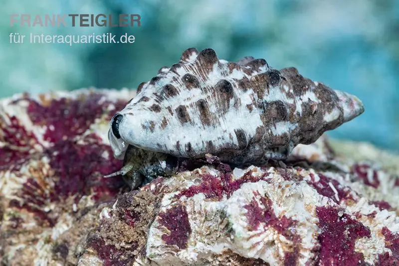 Cyanofressende Nadelschnecke, Cerithium caeruleum