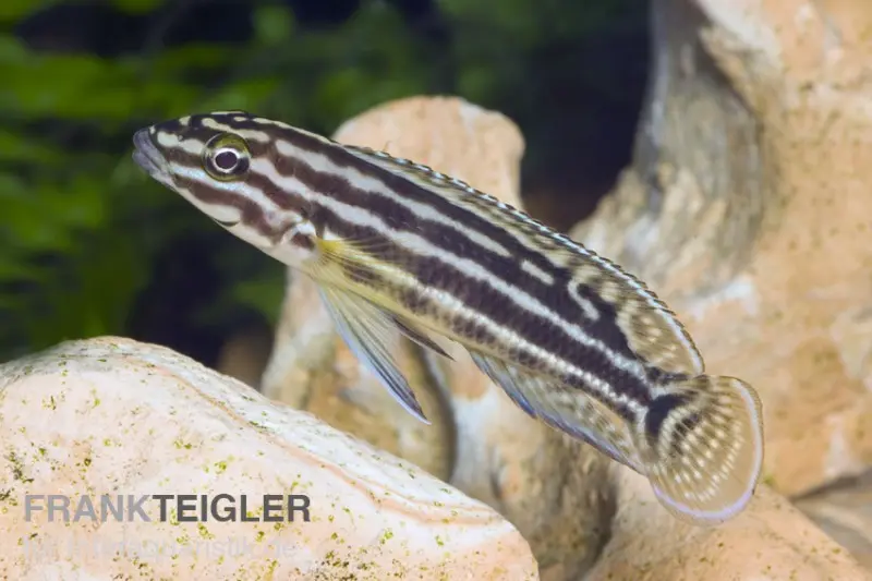 Vierstreifen-Schlankcichlide, Julidochromis regani KIPILI, 4-5 cm DNZ