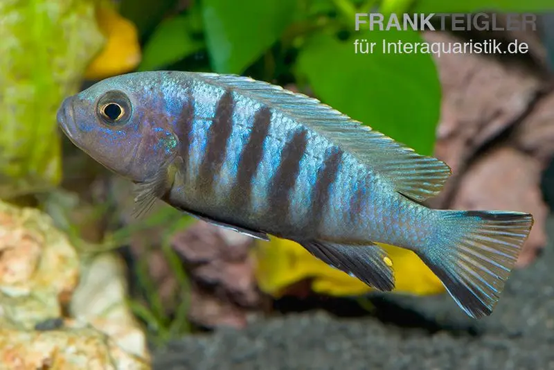 Sechsstreifen-Tilapia, Cynotilapia afra "Jalo Reef", 4-5 cm DNZ