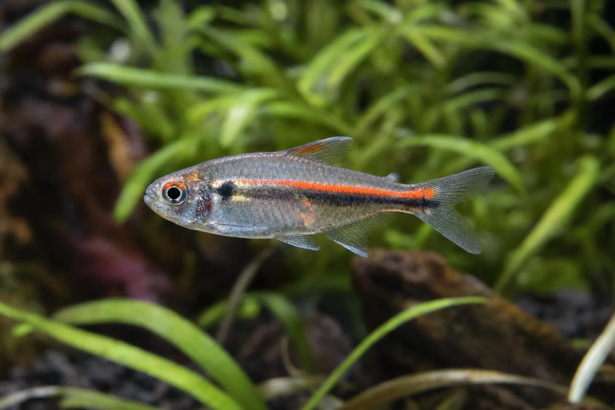 Scarlet-Witch-Salmler, Hyphessobrycon sp.
