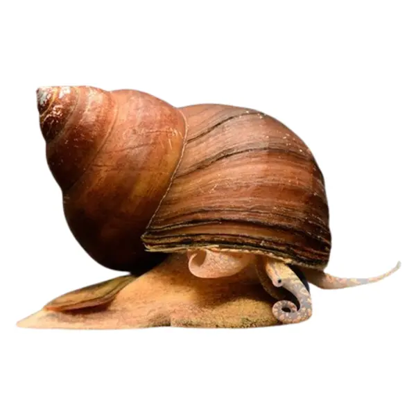 Sumpfdeckelschnecken