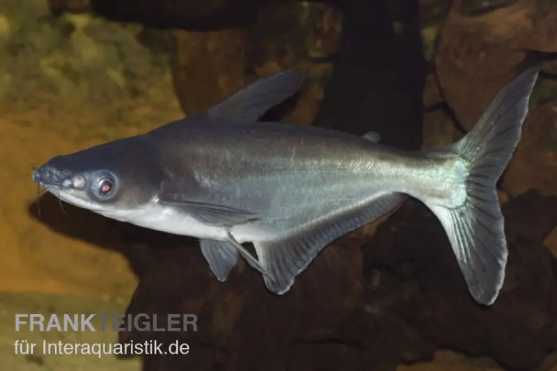 Haiwels, Pangasius sutchi