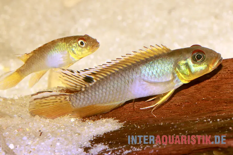 Kongo Zwergbuntbarsch, Nanochromis teugelsi