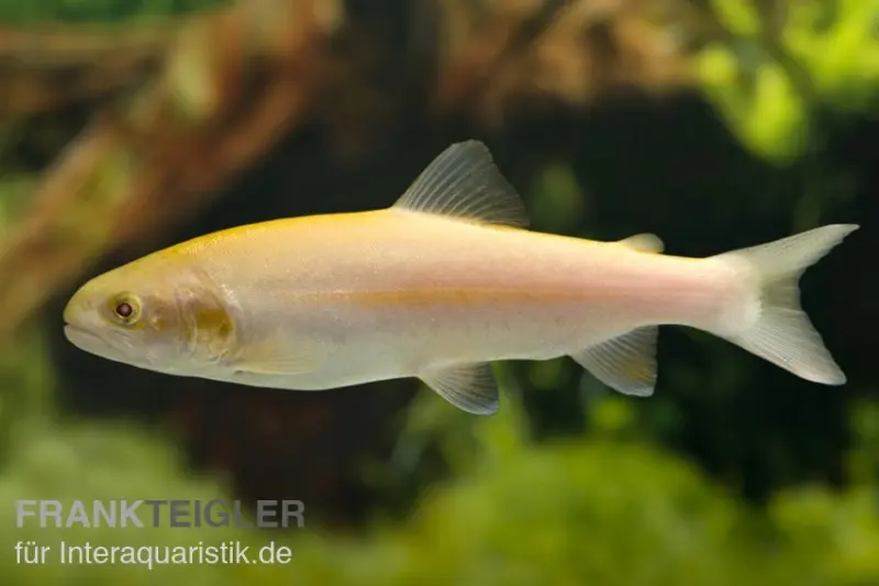 Goldforelle, Oncorhynchus mykiss, 15-20 cm (Kaltwasser)